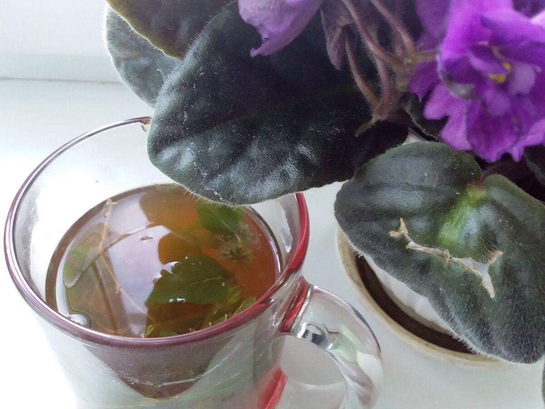 Ароматный лесной чай на зиму: секреты ферментации и сушки