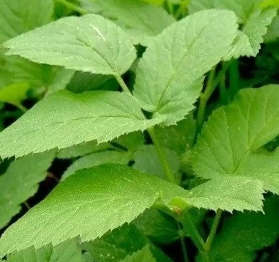 Сныть: забытое богатство природы с уникальными свойствами