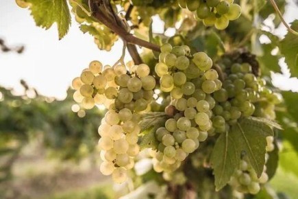 Очарование винограда Коломбар