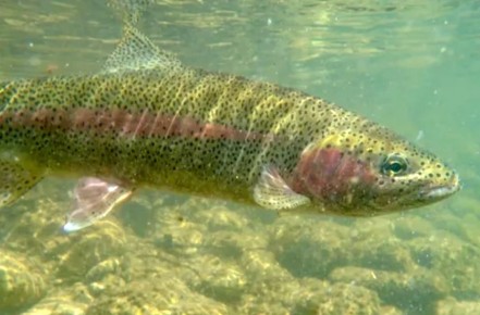 Форель: спокойная красота горной воды и ее полезные грани