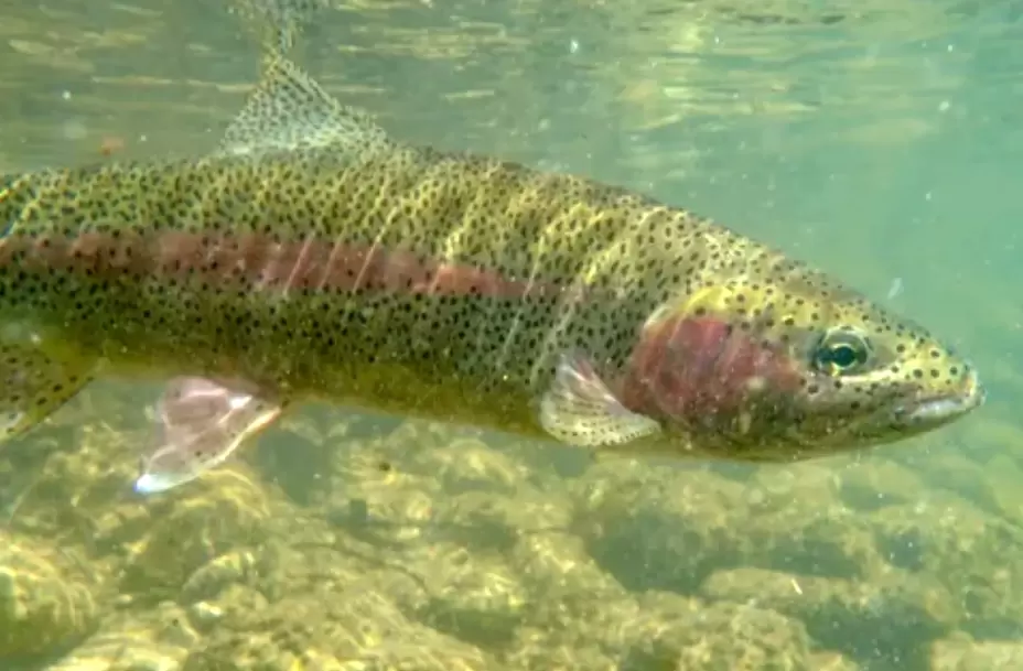 Форель: спокойная красота горной воды и ее полезные грани