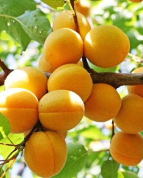 16 сортов абрикосов, которые стоит посадить этой весной: выбираем лучшие