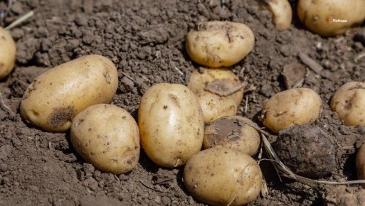 � ���������� ������ ������� ��� ��������� ������� �� 20%