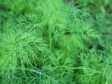 �������� � �������: ��� ����� DASH �������� ��������� ���������� ������� ����� 45 ���