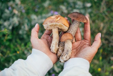 ����� �������� ������� ������: ��� ������� �� ������ ������