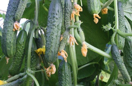 ������ �������� ������ �������: ��� �������� ����� �� ����� �����