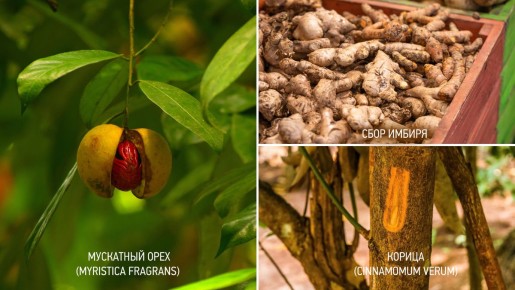 ������, ������� ���������: ������, ������ � ��������� ���� �����