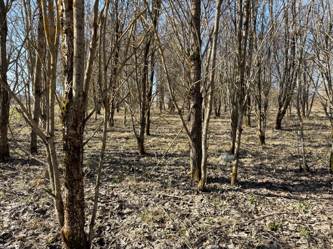 ����� ����� ������ �������: ����������� � ���������� �����