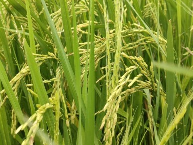 ������ �������� ������ �������� ����������� ���� ��� ����� �����