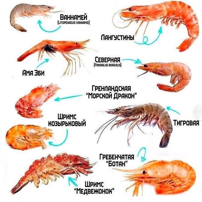 Креветки: как маленькие морские гурманы завоевали мир